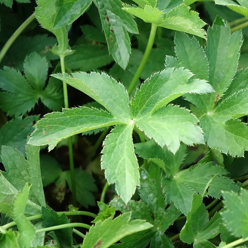Astrantia Florence - Sterndolde (Laub)