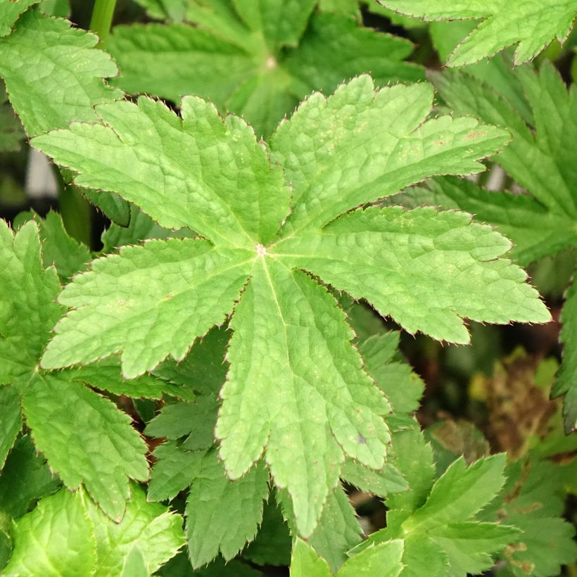 Astrantia Primadonna - Sterndolde (Laub)