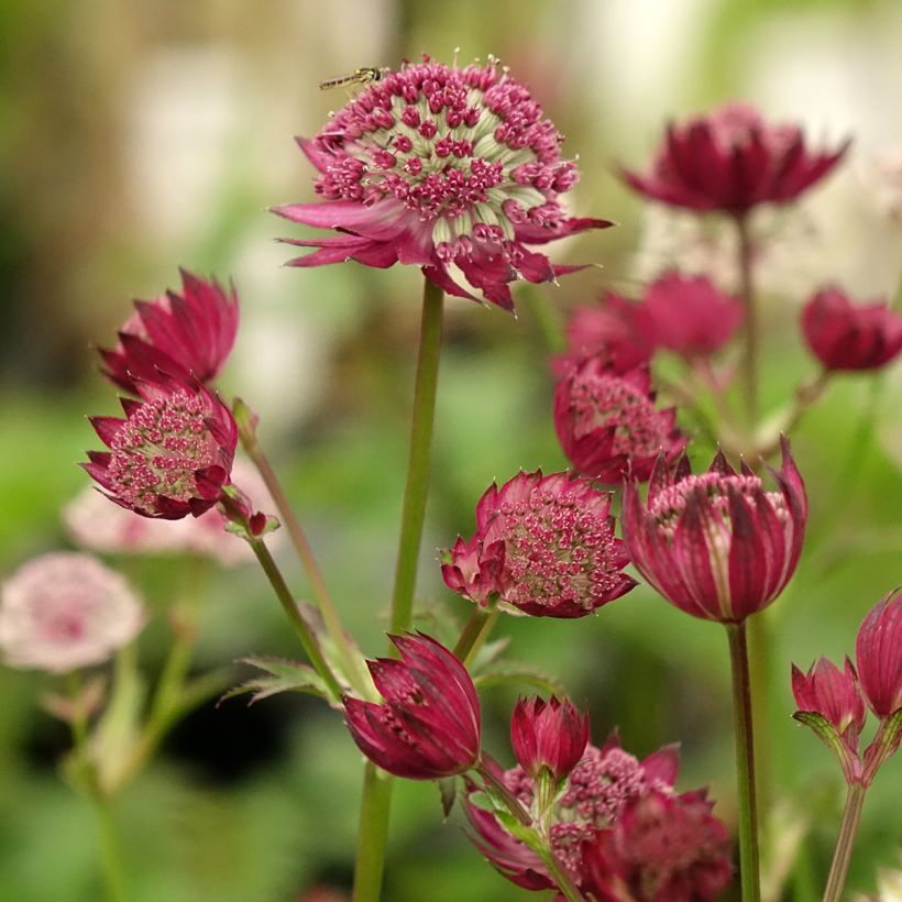 Astrantia major Rubra - Sterndolde (Blüte)