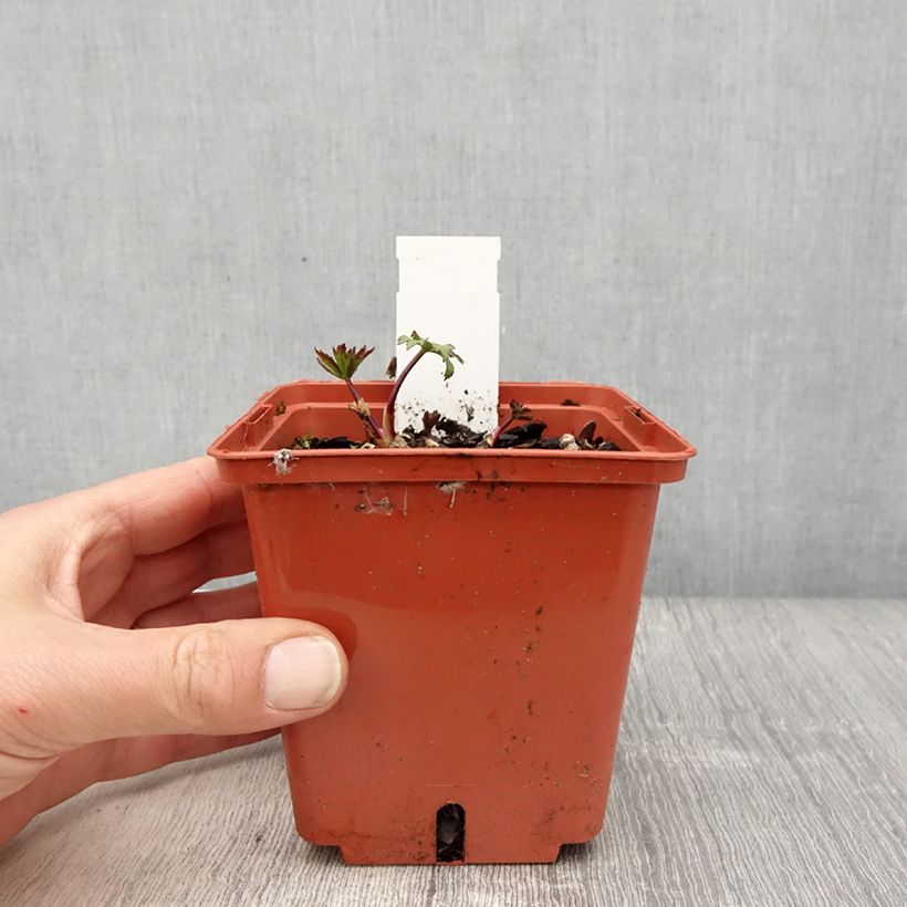 Example of Astrantia Ruby Wedding - Sterndolde Topf mit 1L/1,5L as you get in printemps