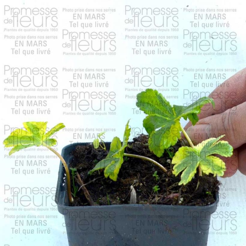 Example of Astrantia Sunningdale Variegated - Sterndolde Kleine Töpfe von 8/9 cm as you get