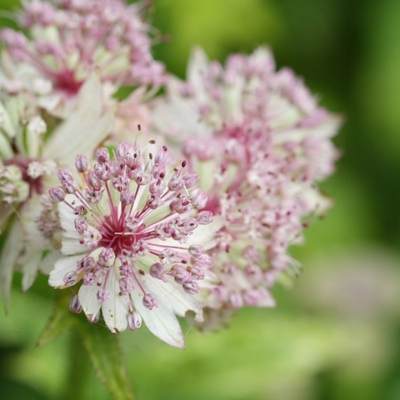 Astrantia Sunningdale Variegated - Sterndolde (Flowering)