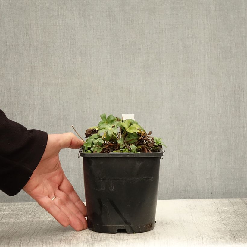 Exemplar von Astrantia Star of Billion - Sterndolde Topf mit 2L/3L wie im Herbst geliefert