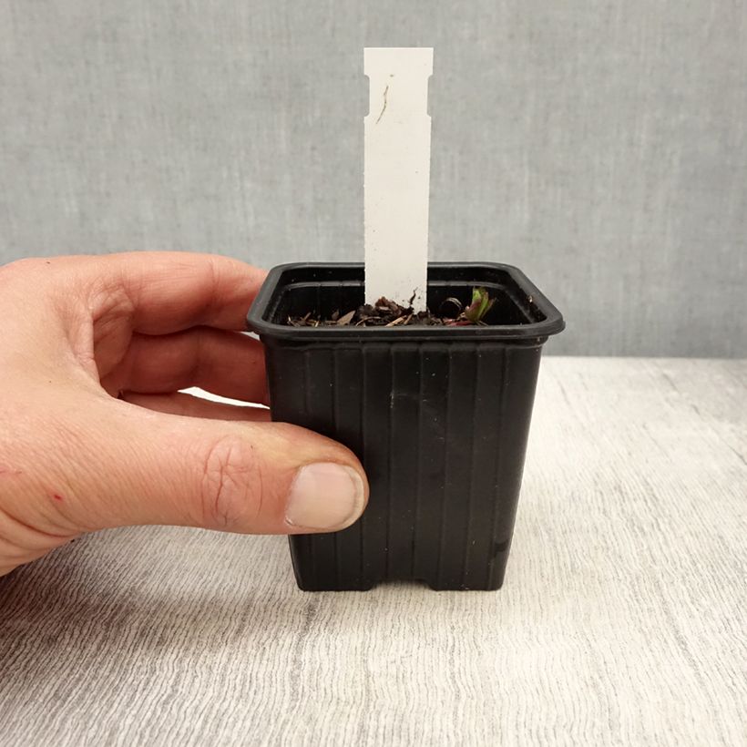 Example of Astrantia Star of Love - Sterndolde Kleine Töpfe von 8/9 cm as you get in printemps