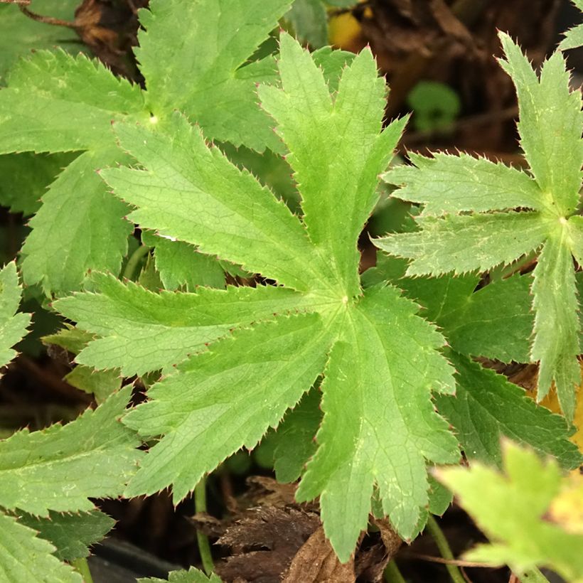 Astrantia Star of Love - Sterndolde (Foliage)
