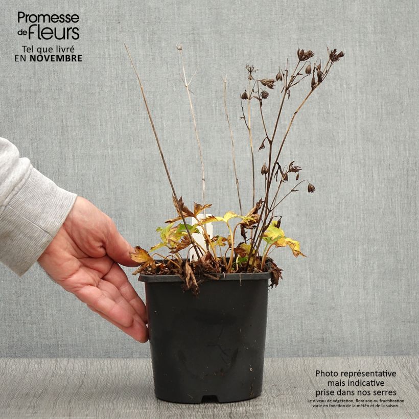 Exemplar von Astrance - Astrantia Star of Love Pot de 2L/3L wie im Herbst geliefert