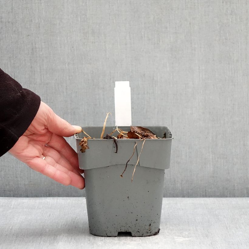 Example of Astrantia Star of Love - Sterndolde Topf mit 2L/3L as you get in hiver