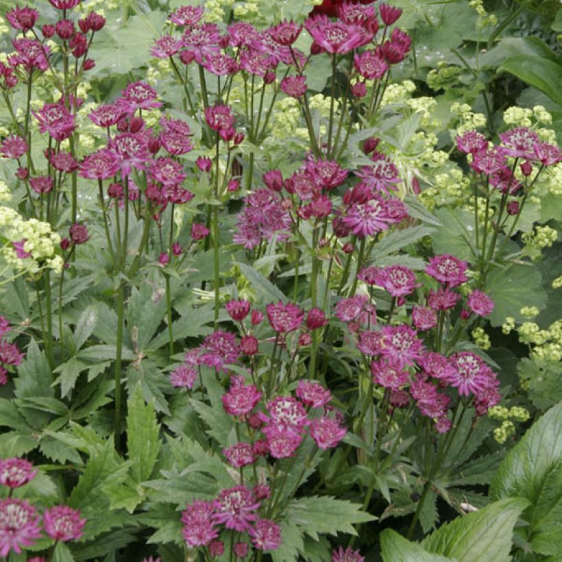 Astrantia Ruby Wedding - Sterndolde (Plant habit)