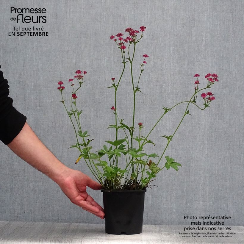 Exemplar von Astrantia Venice - Sterndolde Topf mit 1,5L/2L wie im Sommer geliefert