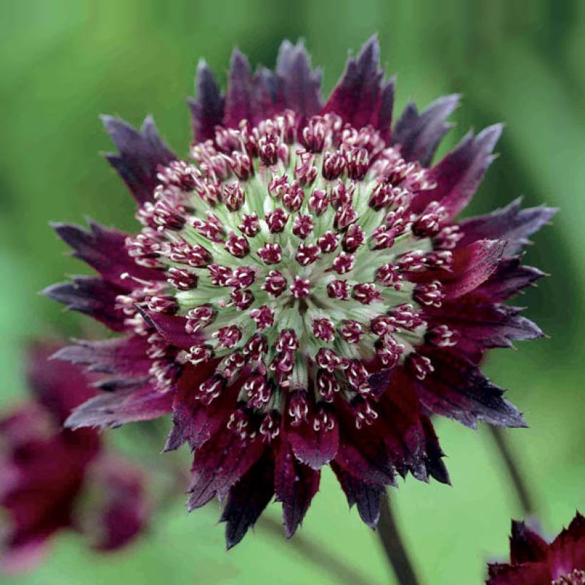 Astrantia Moulin Rouge - Sterndolde (Flowering)