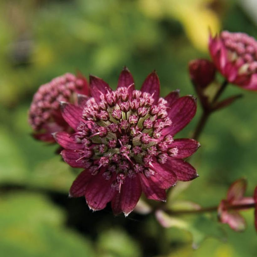 Astrantia Hadspen Blood - Sterndolde (Flowering)