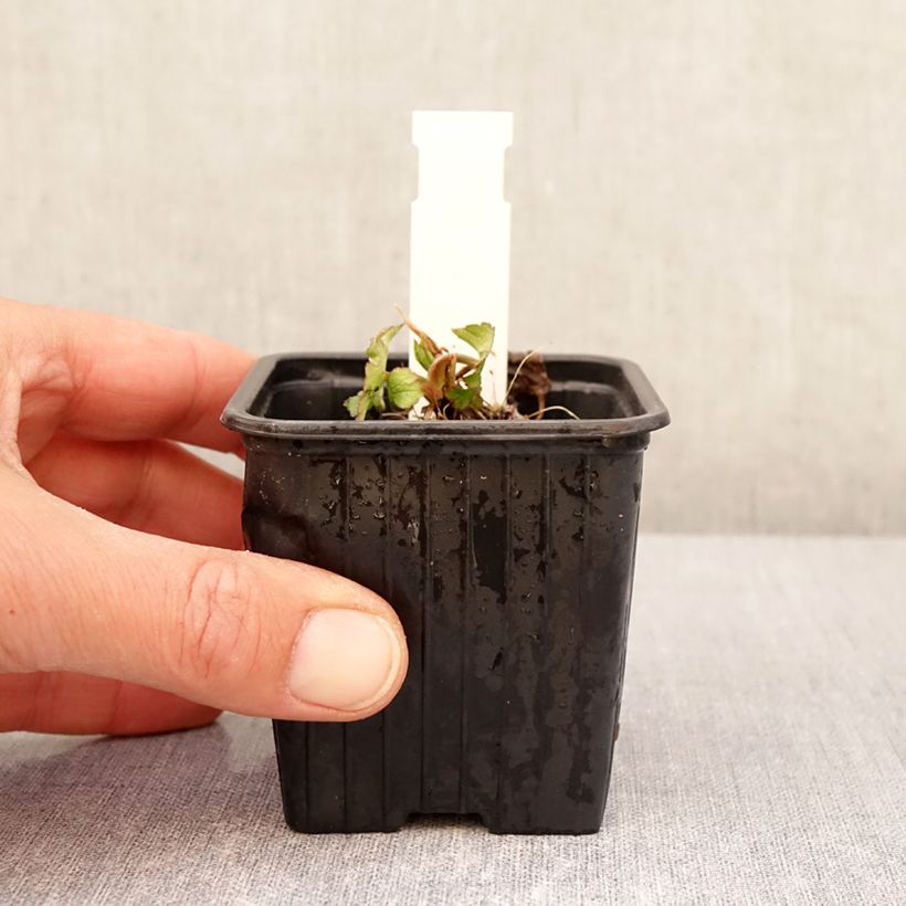 Example of Astrantia bavarica  - Bayerische Sterndolde Kleine Töpfe von 8/9 cm as you get in printemps