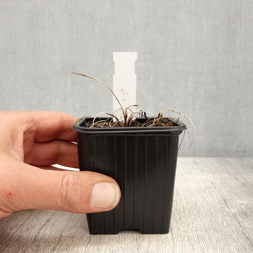 Example of Astrantia Cerise Button - Sterndolde Kleine Töpfe von 8/9 cm as you get in printemps