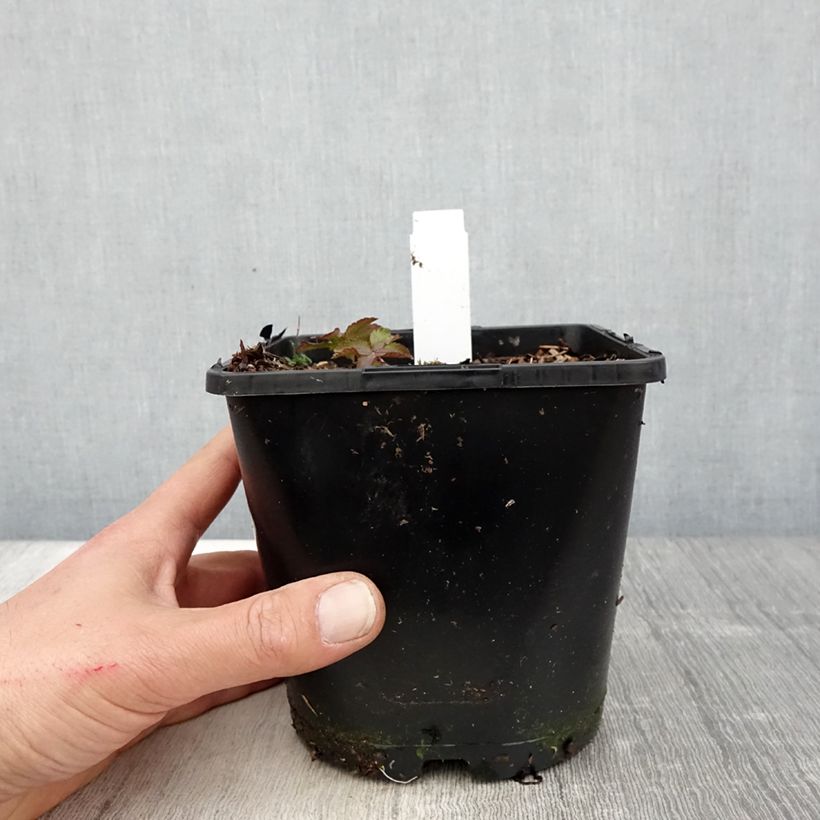 Example of Astrantia Cerise Button - Sterndolde Topf mit 2L/3L as you get in printemps