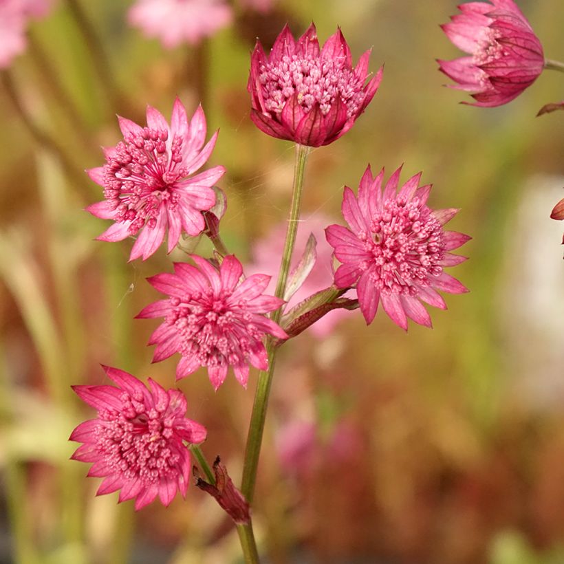 Astrantia Cerise Button - Sterndolde (Flowering)