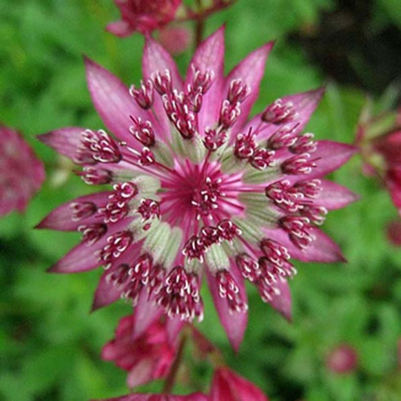 Astrantia Claret - Sterndolde (Flowering)
