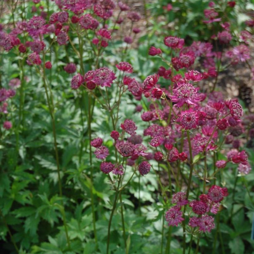 Astrantia Claret - Sterndolde (Plant habit)