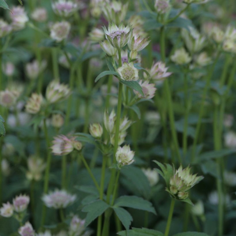 Astrantia Shaggy - Sterndolde (Plant habit)