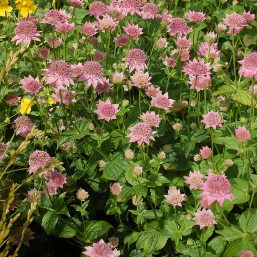 Astrantia maxima - Große Kaukasus-Sterndolde (Wuchs)