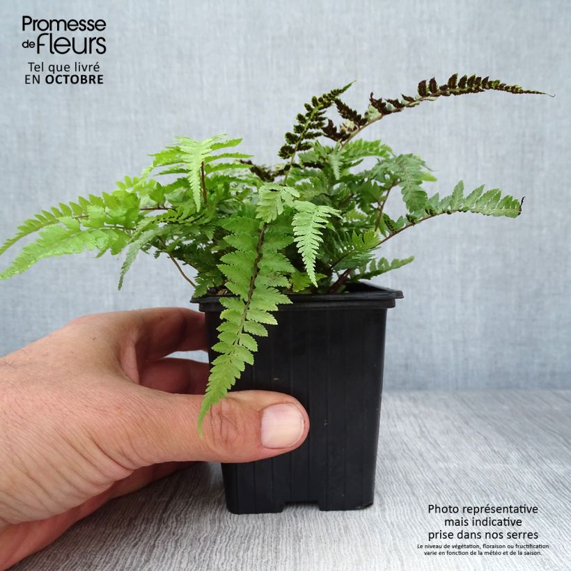 Exemplar von Athyrium niponicum var. pictum - Regenbogenfarn Kleine Töpfe von 8/9 cm wie im Herbst geliefert