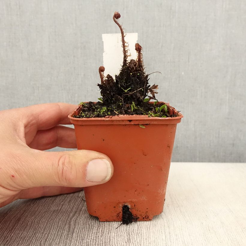 Exemplar von Athyrium otophorum var. okanum - Öhriger Frauenfarn Kleine Töpfe von 8/9 cm wie im Frühjahr geliefert