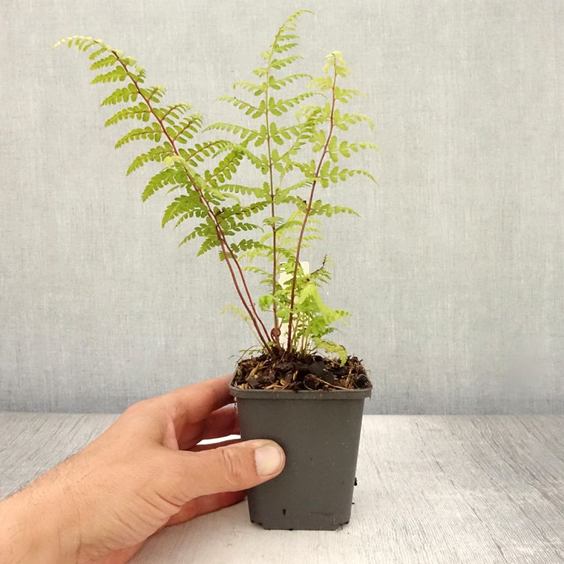 Exemplar von Athyrium vidalii - Asiatischer Frauenfarn Kleine Töpfe von 8/9 cm wie im Sommer geliefert