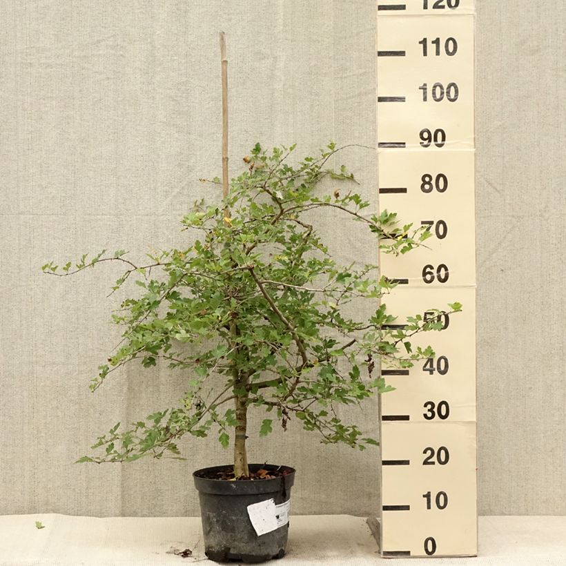 Exemplar von Aubépine - Crataegus monogyna Xanthocarpa Topf mit 3L/4L wie im Sommer geliefert