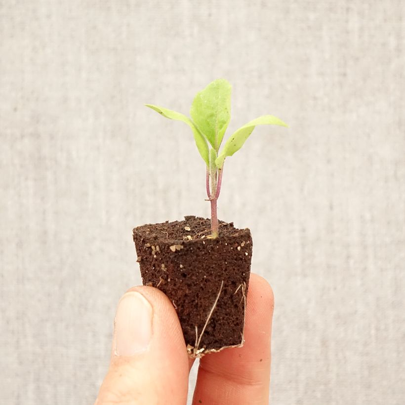 Exemplar von Aubergine Patio Baby F1 (Pflanzen) Mini-Plug Ø 3/4 cm wie im Frühjahr geliefert