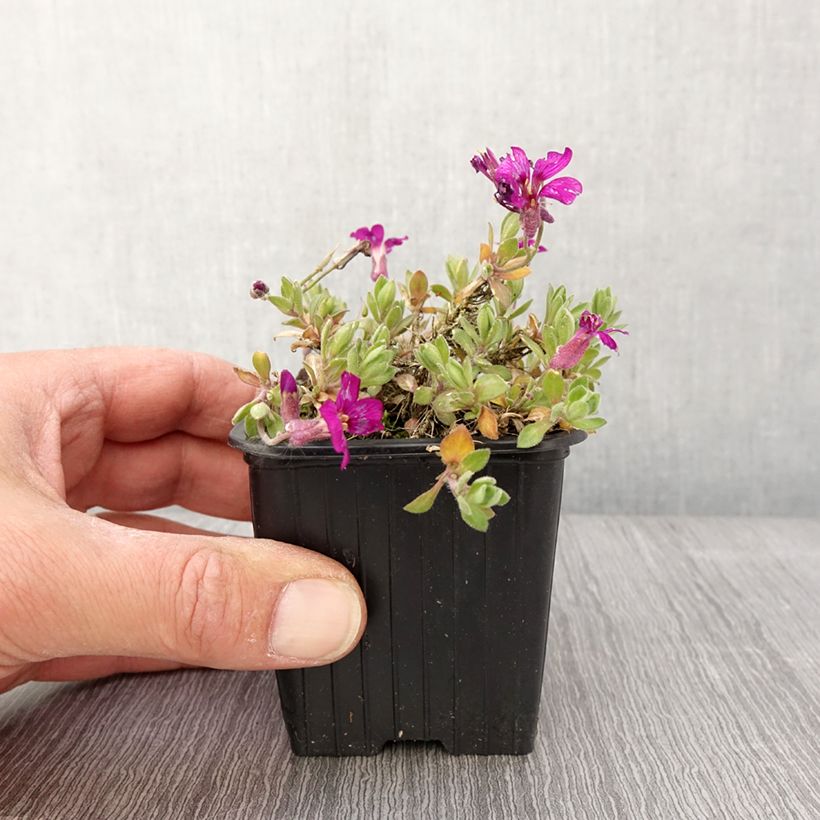 Example of Blaukissen Rose - Aubrieta Kleine Töpfe von 8/9 cm as you get in printemps