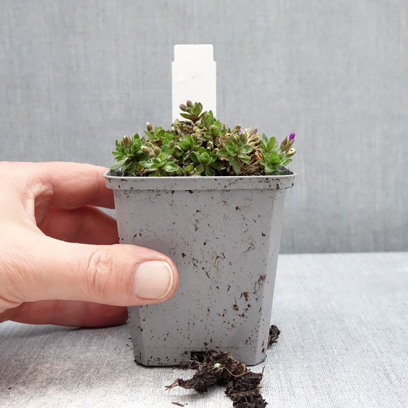 Example of Blaukissen Kitte Blue - Aubrieta Kleine Töpfe von 8/9 cm as you get in hiver