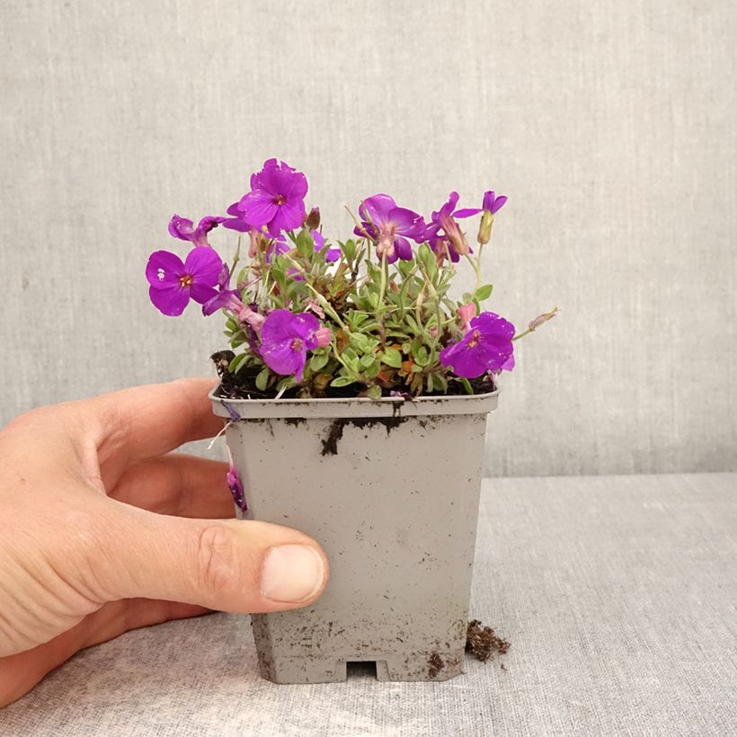 Exemplar von Blaukissen Kitte Blue - Aubrieta Kleine Töpfe von 8/9 cm wie im Frühjahr geliefert
