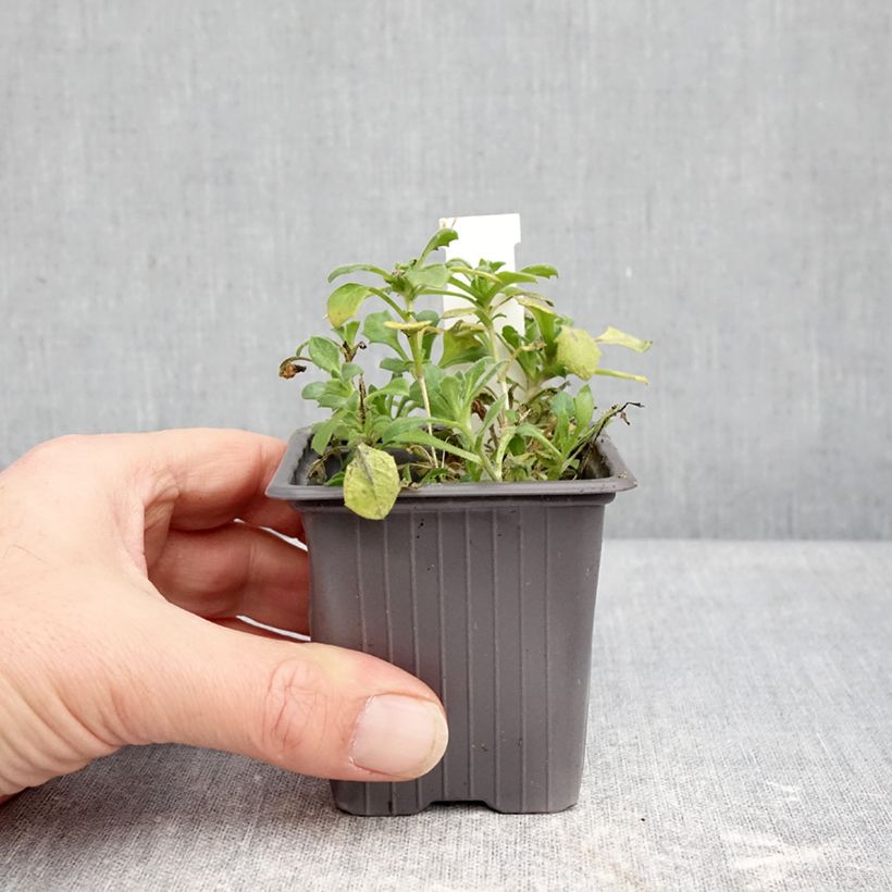 Exemplar von Aubriète Pixie Pearls - Aubrieta cultorum Kleine Töpfe von 8/9 cm wie im Winter geliefert