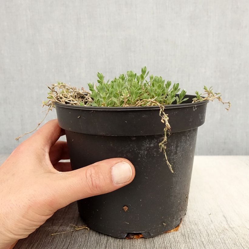 Exemplar von Blaukissen Cascade Red - Aubrieta Topf mit 2L/3L wie im Frühjahr geliefert