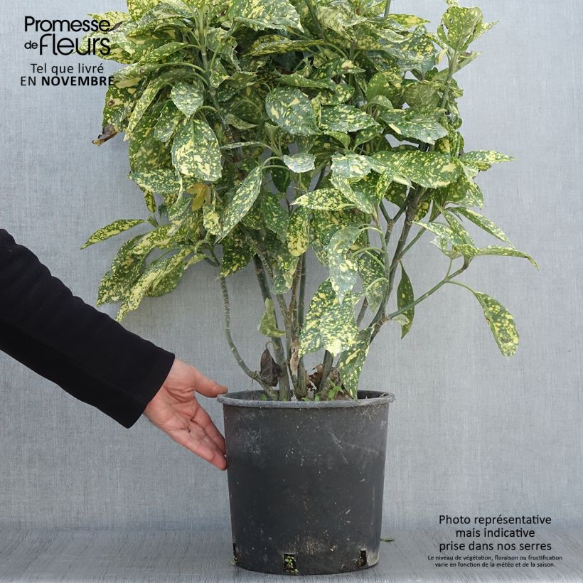 Exemplar von Aucuba japonica Crotonifolia - Japanische Goldorange Topf mit 7,5L/10L wie im Herbst geliefert