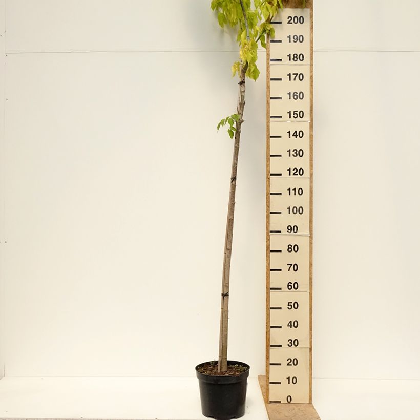 Exemplar von Alnus incana Monstrosa - Grau-Erle Topf mit 12L/15L wie im Frühjahr geliefert