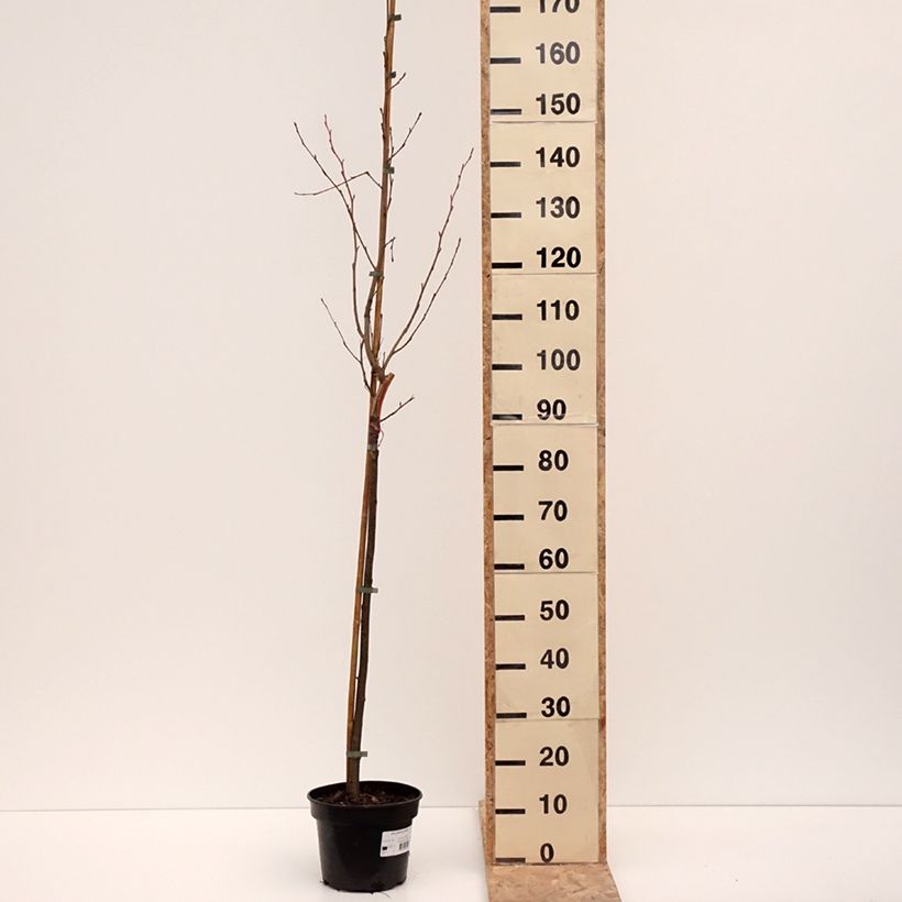 Example of Alnus glutinosa Aurea - Schwarz-Erle Topf mit 4L/5L as you get in hiver