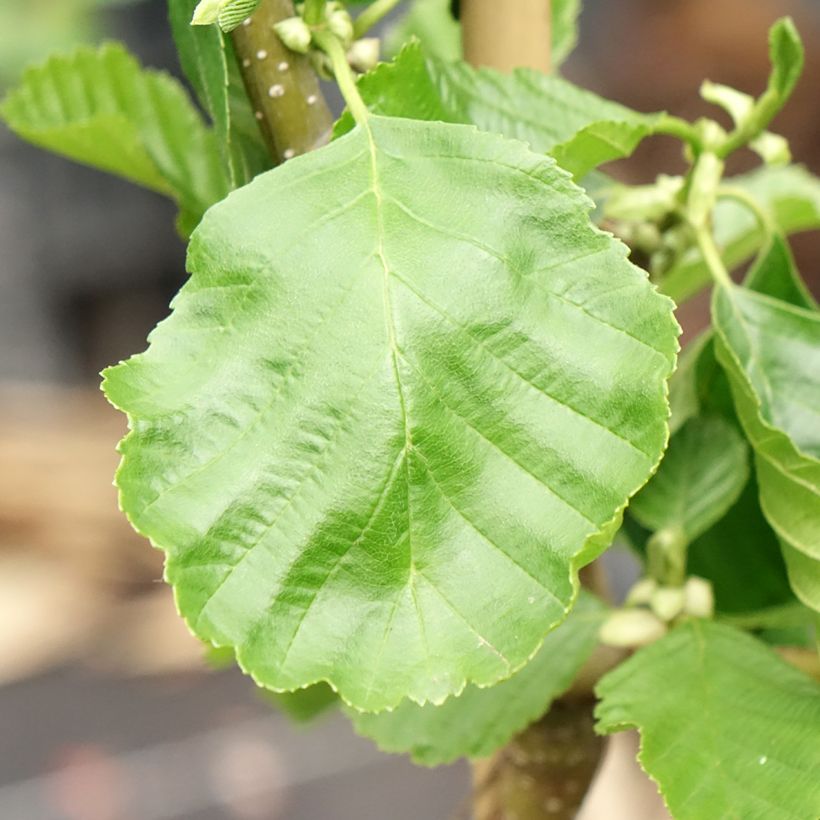 Alnus glutinosa Greenwood - Schwarz-Erle (Laub)