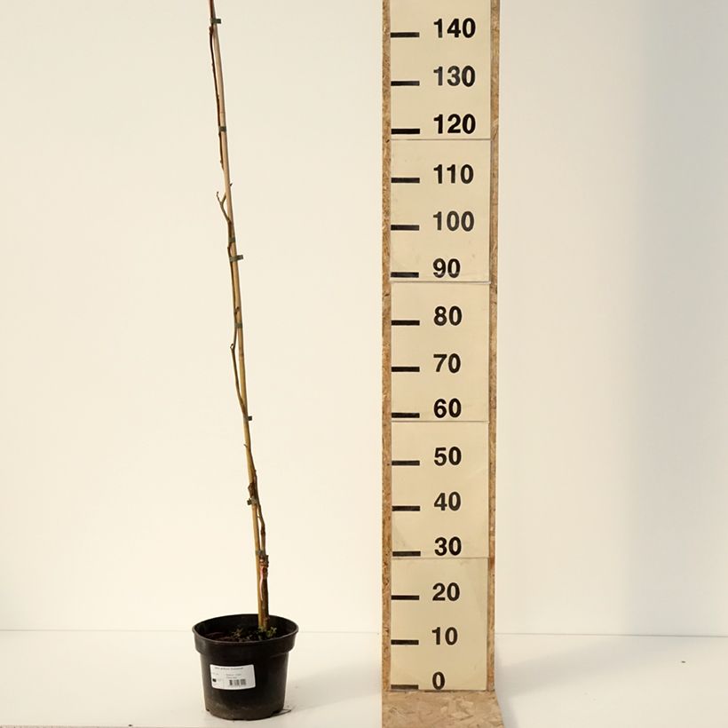 Exemplar von Aulne glutineux - Alnus glutinosa Greenwood Pot de 4L/5L wie im Winter geliefert