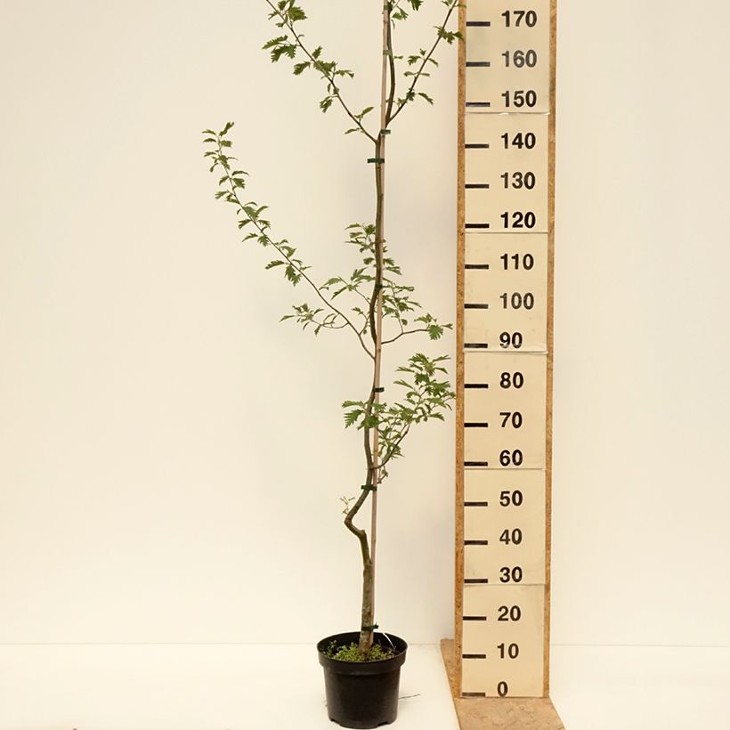 Exemplar von Alnus glutinosa Laciniata - Schwarz-Erle Topf mit 3L/4L wie im Frühjahr geliefert