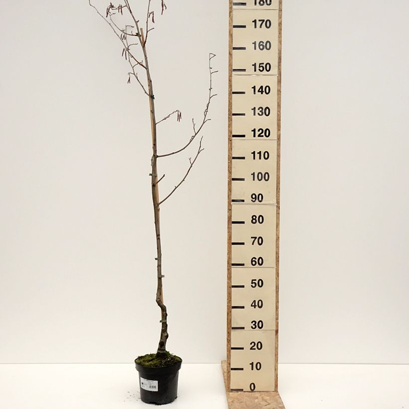Example of Alnus glutinosa Luszyn - Schwarz-Erle Topf mit 12L/15L as you get in hiver