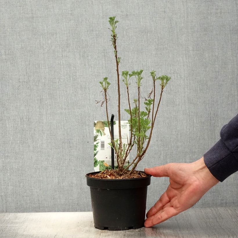 Example of Eberraute - Artemisia abrotanum Topf mit 1,5L/2L as you get in printemps