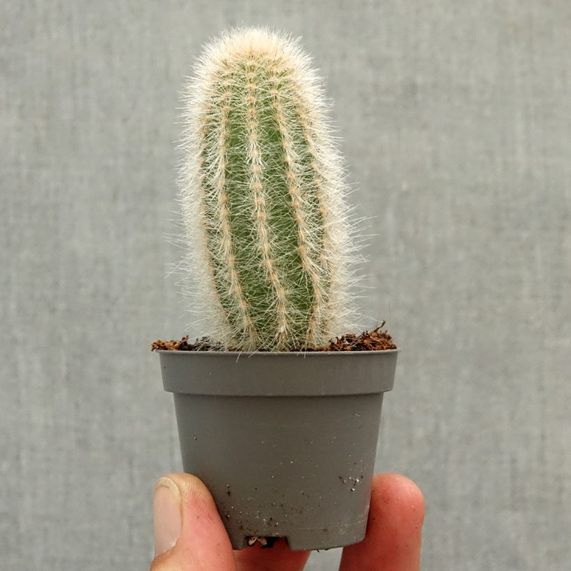 Exemplar von Kaktus - Austrocephalocereus dybowskii Mini-Pflanze wie im Frühjahr geliefert