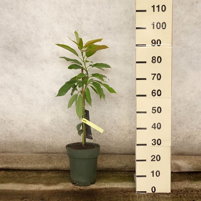 Exemplar von Avocado Bacon - Persea americana Topf mit 6L/7L wie im Sommer geliefert