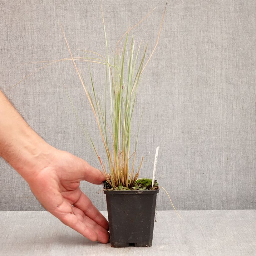 Exemplar von Wiesenhafer - Helictotrichon sempervirens Kleine Töpfe von 8/9 cm wie im Herbst geliefert