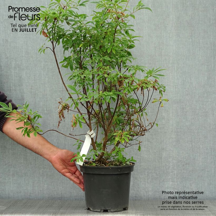 Exemplar von Azalea canescens - Bergazalee Topf mit 4L/5L wie im Sommer geliefert