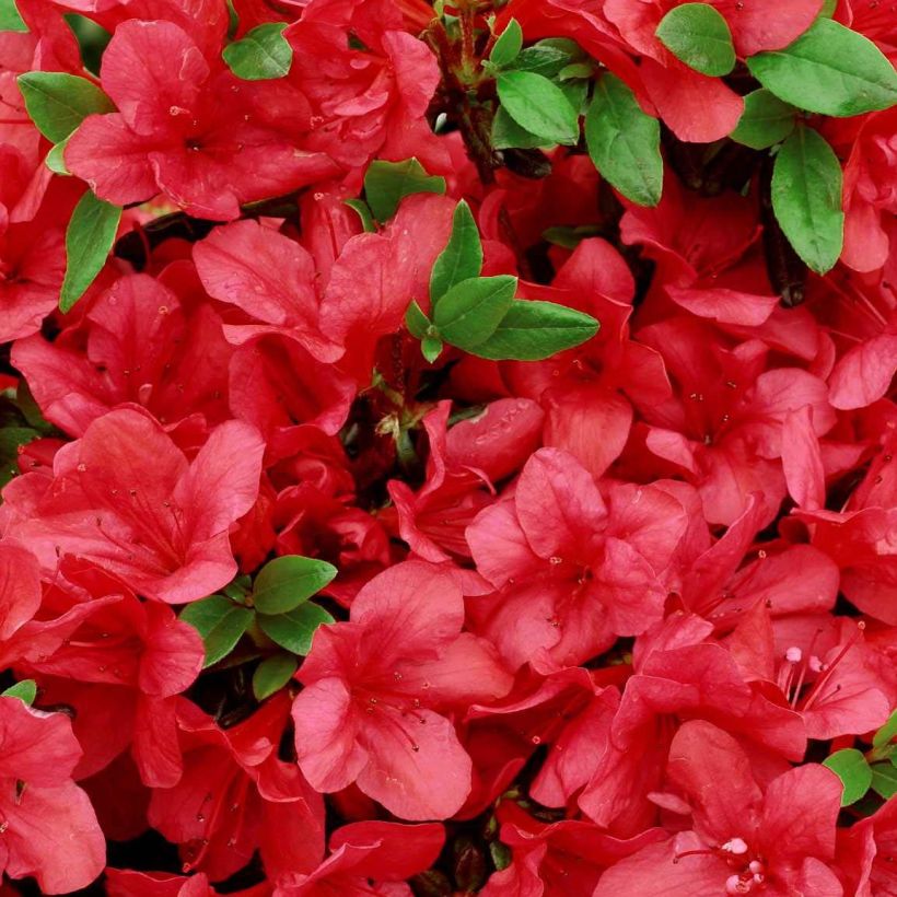 Japanische Azalee Manuska - Azalea (Blüte)