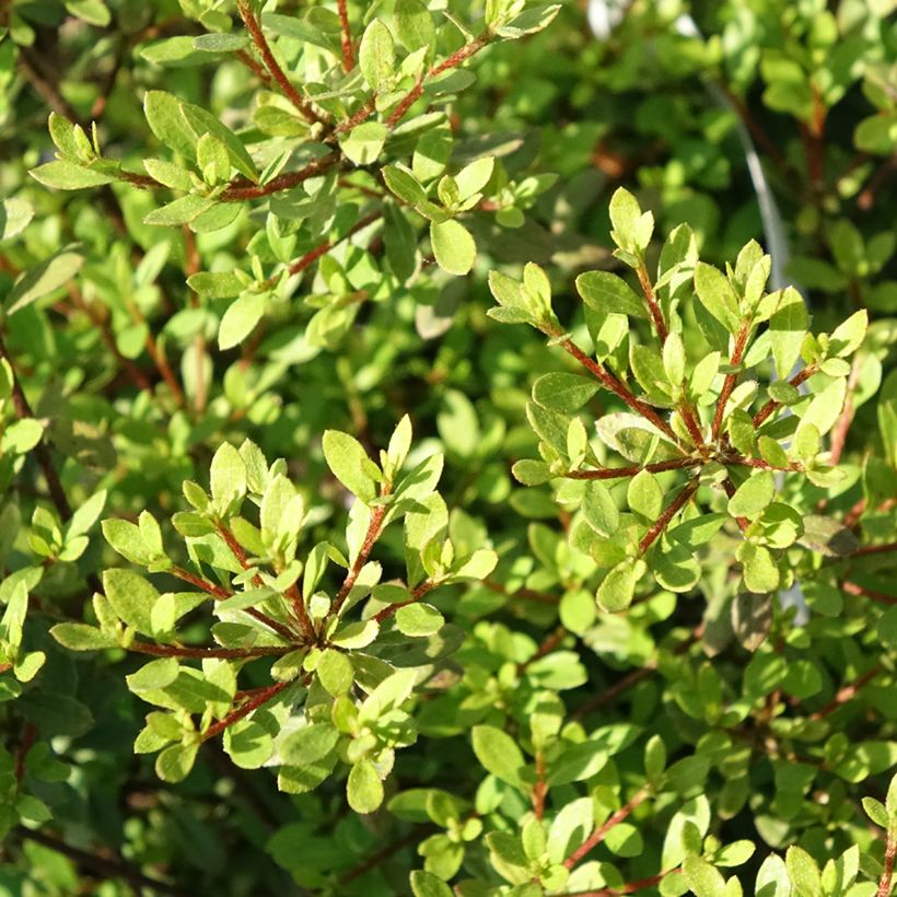 Rhododendron (Azalea) serpyllifolium - Japanische Azalee (Laub)