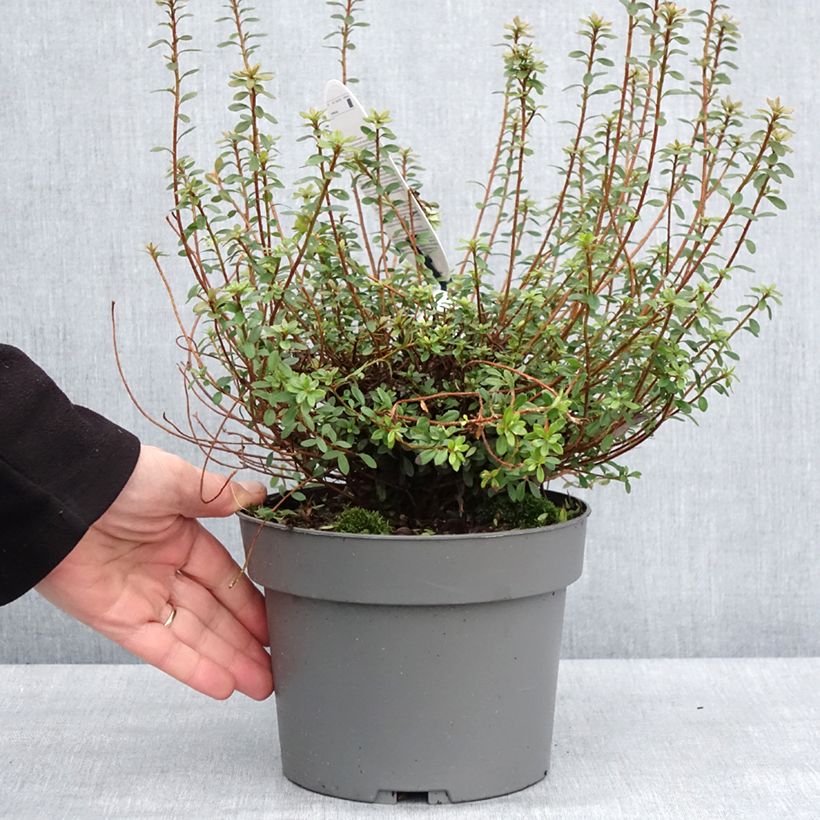 Exemplar von Azalea serpyllifolium - Rhododendron Pot de 3L/4L wie im Winter geliefert