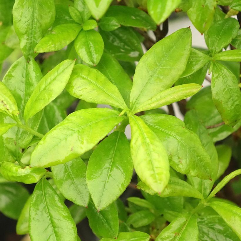 Sommergrüne Azalee Satan - Azalea mollis (Laub)