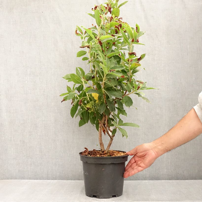 Exemplar von Sommergrüne Azalee Arneson Gem - Azalea Topf mit 4L/5L wie im Sommer geliefert
